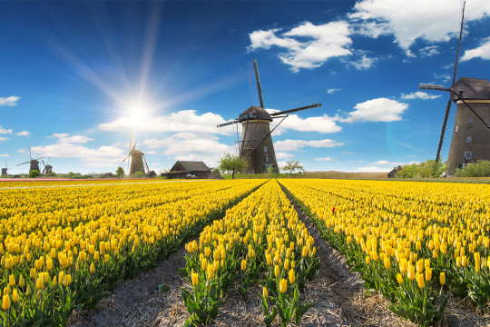 Windmühle im Blumenfeld